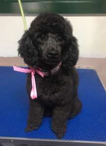 Poodle Clip: Dog Grooming Services – Frankie the Toy Poodle