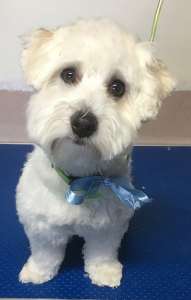 Puppy Grooming - Harry the Havanese at his 4th grooming visit