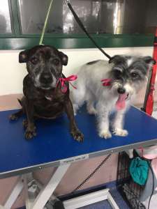 Bella the terrier x adopted a new sister Freda the 8 year old staffy! Both girls visited the salon today for a wash and dry