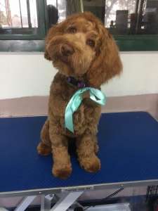 Ralphie the labradoodles first groom! He did so well and was quite chilled on the table during his blow dry!