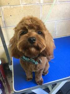 Kali is such a cute cavoodle pup! She loves her trips to the salon to play with all her friends