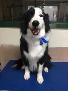 Beautiful Jock the border collie in for a big de-shed and tidy up! He is such a patient man and so chilled!!