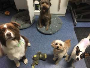 Koko, Rudi, Chai & Stevie enjoyed hanging together in the air con today!