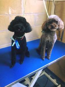 I love these two funny little buddies ❤️Milo and Leo the toy poodles