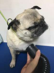 “Ooooo that’s the spot!” Shirley the blind pug is getting really confident with her grooming!