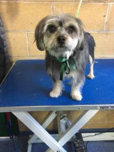 Our little ewok friend Harry! Harry has just recovered from knee surgery and is all good to go for his regular grooming sessions again!