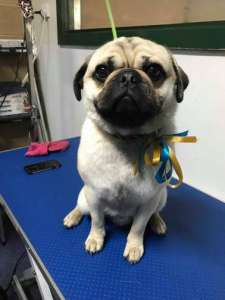 We had the pleasure of grooming this amazing man today! Meet Pugley the 4Lyfe Rescue Inc foster dog! He is a pug x beagle and was in need of a big deshed today. We loved this little dude so much! ❤️❤️??