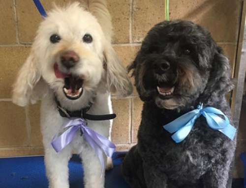 Featured Dog Grooms: November 2018