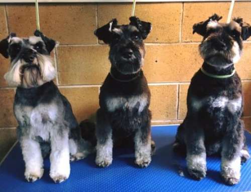 Featured Dog Grooms: August 2019